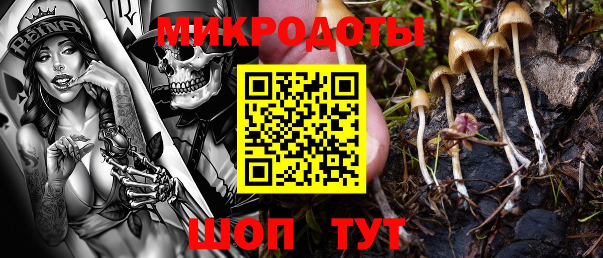 Галлюциногенные грибы Psilocybine cubensis Лангепас
